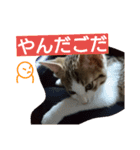 pokoyon（個別スタンプ：14）