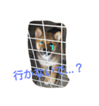 大吉のお顔スタンプ（個別スタンプ：8）