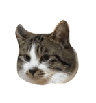5匹の猫（個別スタンプ：3）