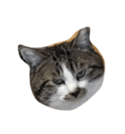 5匹の猫（個別スタンプ：7）