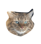 5匹の猫（個別スタンプ：9）