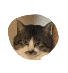 5匹の猫（個別スタンプ：14）
