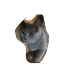 5匹の猫（個別スタンプ：16）