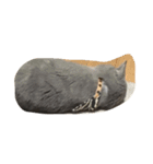 5匹の猫（個別スタンプ：17）