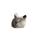 5匹の猫（個別スタンプ：18）