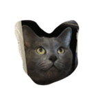 5匹の猫（個別スタンプ：19）