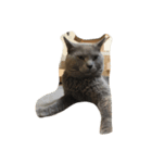 5匹の猫（個別スタンプ：20）