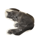 5匹の猫（個別スタンプ：21）