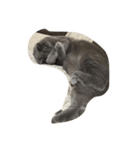 5匹の猫（個別スタンプ：23）