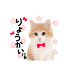かわいい猫♡（個別スタンプ：2）