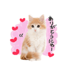 かわいい猫♡（個別スタンプ：6）