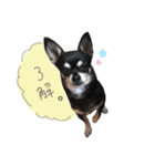 チワワのかわいいれおくん（個別スタンプ：8）