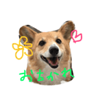珍獣狂犬百々ちゃん13歳（個別スタンプ：1）
