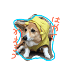 珍獣狂犬百々ちゃん13歳（個別スタンプ：2）
