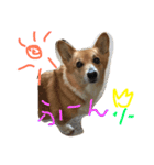 珍獣狂犬百々ちゃん13歳（個別スタンプ：3）