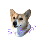 珍獣狂犬百々ちゃん13歳（個別スタンプ：4）