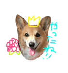 珍獣狂犬百々ちゃん13歳（個別スタンプ：5）