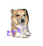 珍獣狂犬百々ちゃん13歳（個別スタンプ：6）