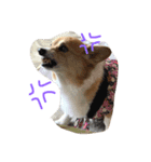 珍獣狂犬百々ちゃん13歳（個別スタンプ：7）