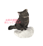 はむふくちゃんかぷ（個別スタンプ：2）