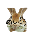はむふくちゃんかぷ（個別スタンプ：3）
