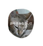ココアやん（個別スタンプ：1）