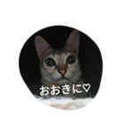 ココアやん（個別スタンプ：3）