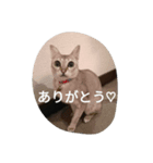 ココアやん（個別スタンプ：4）