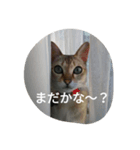 ココアやん（個別スタンプ：5）