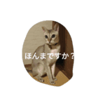 ココアやん（個別スタンプ：6）