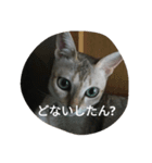 ココアやん（個別スタンプ：8）