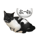 TOM    by Asuka（個別スタンプ：1）