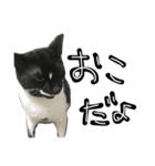 TOM    by Asuka（個別スタンプ：7）
