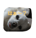 チョコちゃんだよ～（個別スタンプ：1）