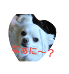 チョコちゃんだよ～（個別スタンプ：3）