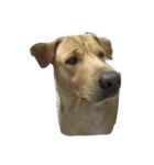 Giant Dog Dog（個別スタンプ：3）