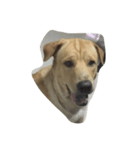 Giant Dog Dog（個別スタンプ：4）