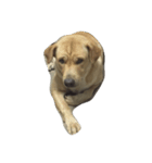 Giant Dog Dog（個別スタンプ：5）