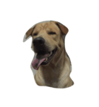 Giant Dog Dog（個別スタンプ：8）