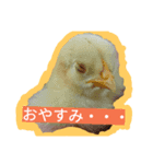 kyouken（個別スタンプ：8）