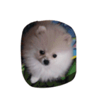 cccuuuttteee（個別スタンプ：1）