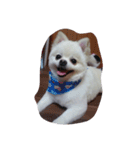 cccuuuttteee（個別スタンプ：4）