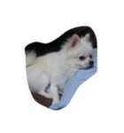 cccuuuttteee（個別スタンプ：8）