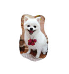 cccuuuttteee（個別スタンプ：10）