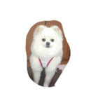 cccuuuttteee（個別スタンプ：12）