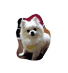cccuuuttteee（個別スタンプ：18）