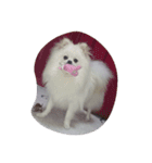 cccuuuttteee（個別スタンプ：23）