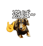 犬スタンプ1588（個別スタンプ：2）