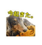 犬スタンプ1588（個別スタンプ：3）