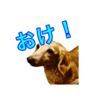 犬スタンプ1588（個別スタンプ：4）
